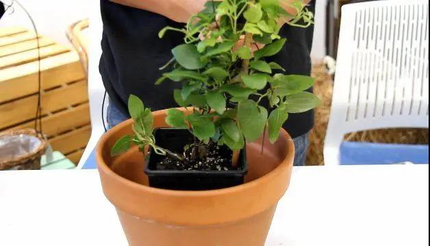 铁线莲秋季修剪换盆指南 铁线莲秋季修剪换盆指南