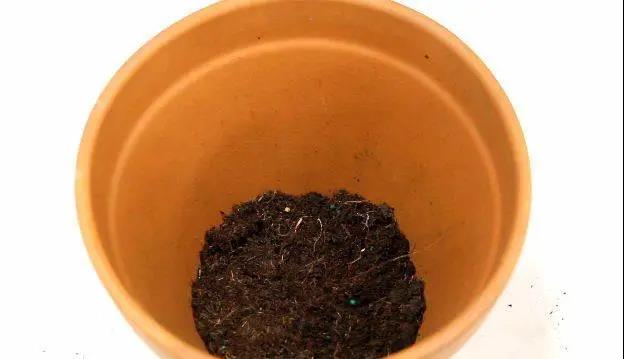 铁线莲秋季修剪换盆指南 铁线莲秋季修剪换盆指南