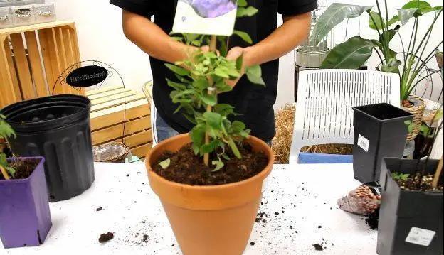 铁线莲秋季修剪换盆指南 铁线莲秋季修剪换盆指南