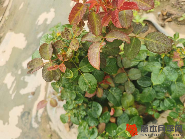 艾米莉勃朗特Emily Bronte 艾米莉勃朗特Emily Bronte