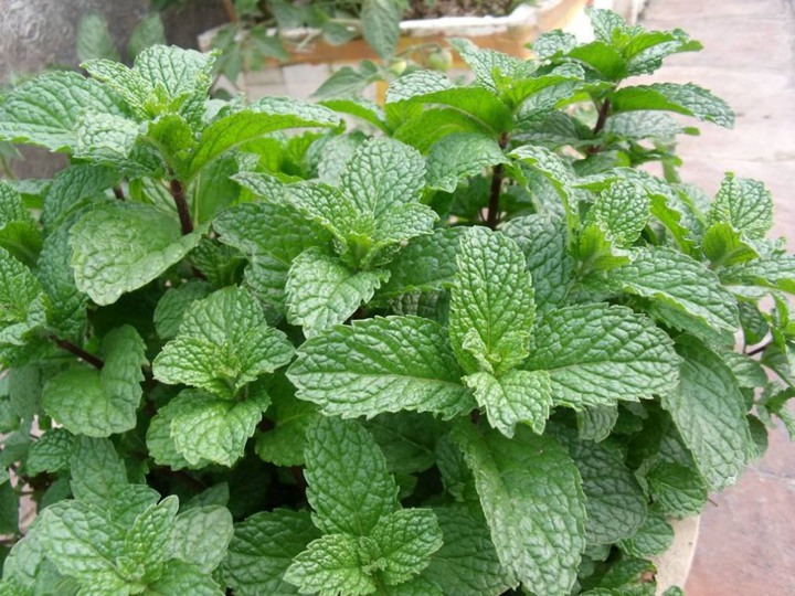 薄荷种子多少钱一斤 薄荷种子多少钱一斤