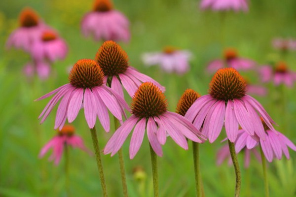 松果菊 松果菊