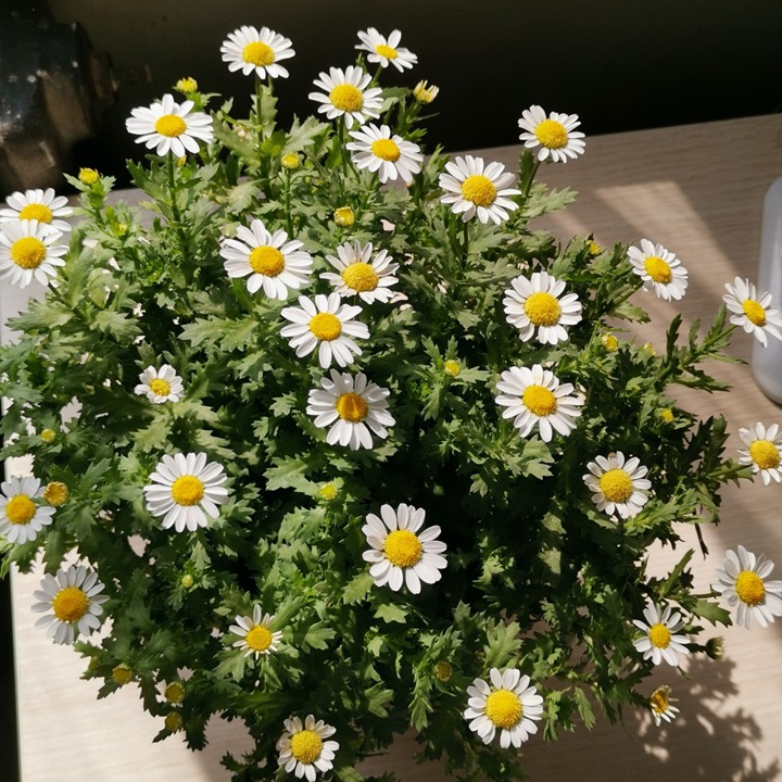 白晶菊 白晶菊