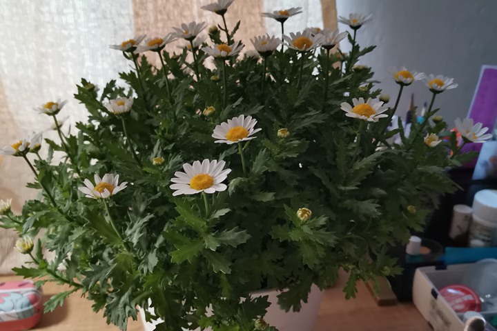 白晶菊 白晶菊
