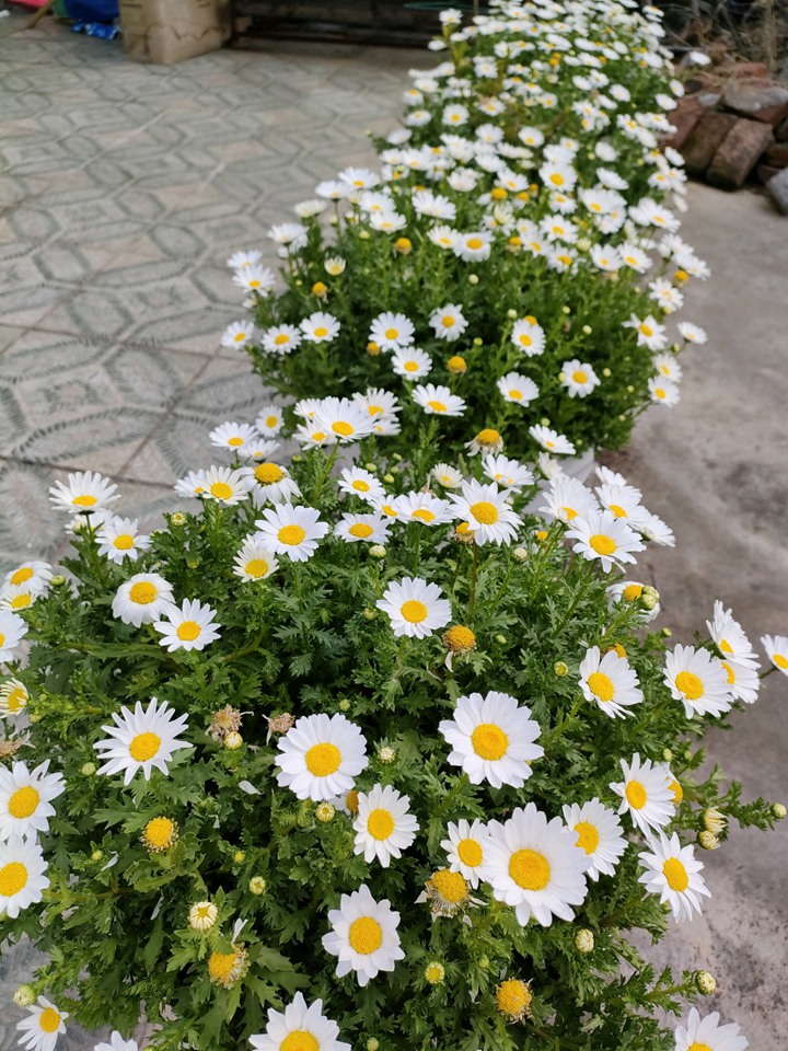 白晶菊 白晶菊