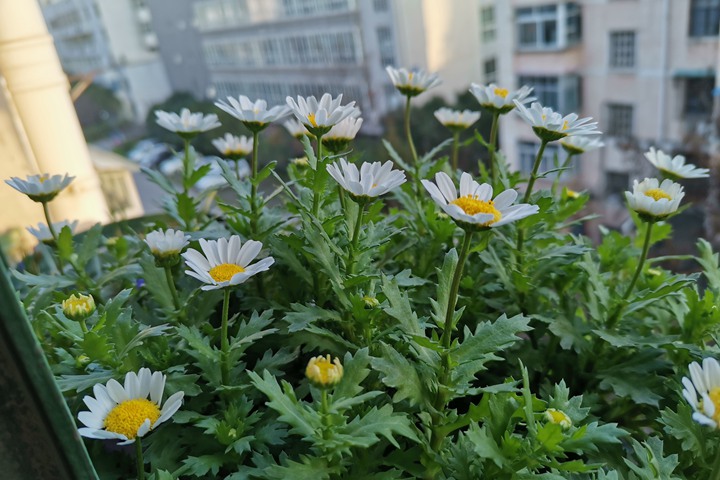 白晶菊 白晶菊