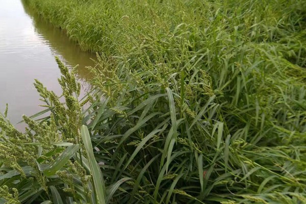 小米草 小米草