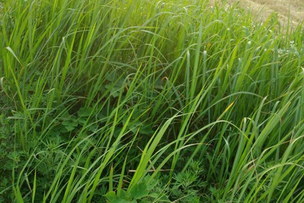 小米草 小米草