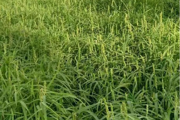 小米草 小米草
