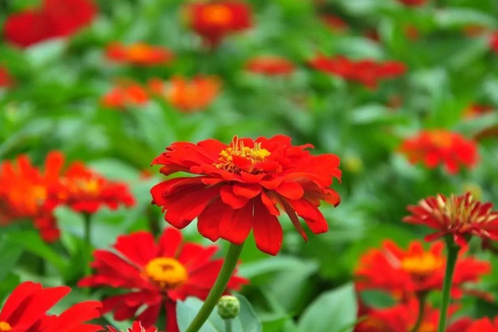 百日菊 百日菊