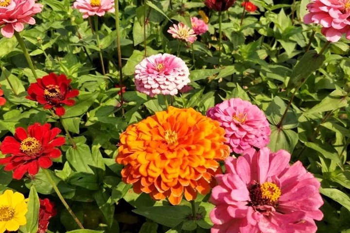 百日菊 百日菊