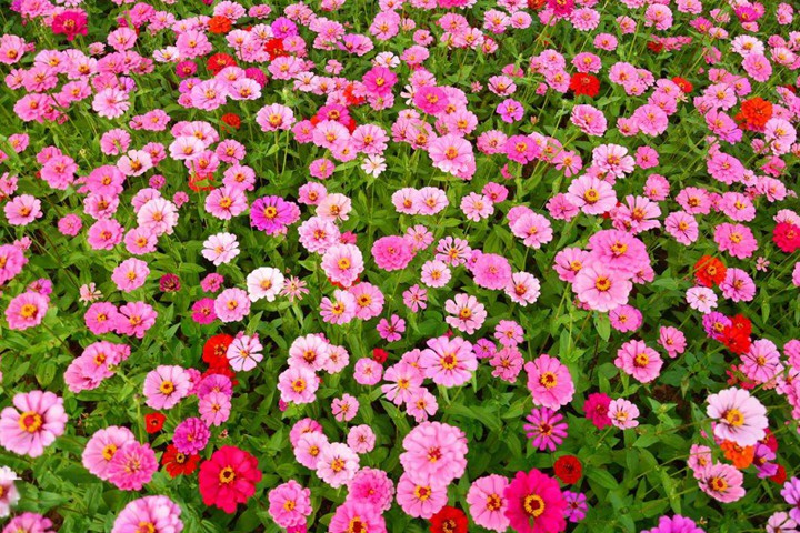 百日菊 百日菊