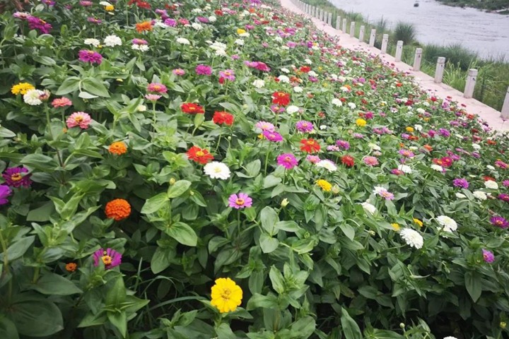 百日菊 百日菊