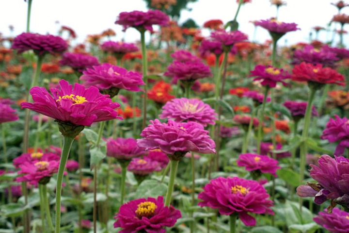 百日菊 百日菊