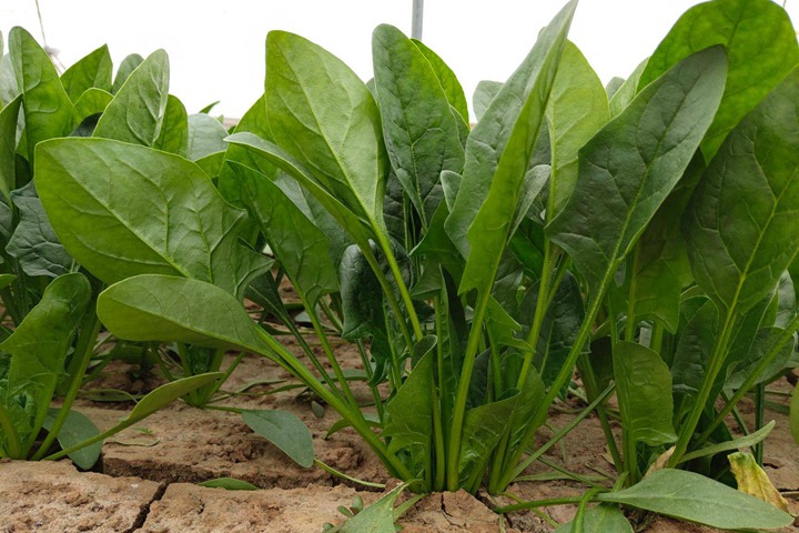 菠菜 菠菜