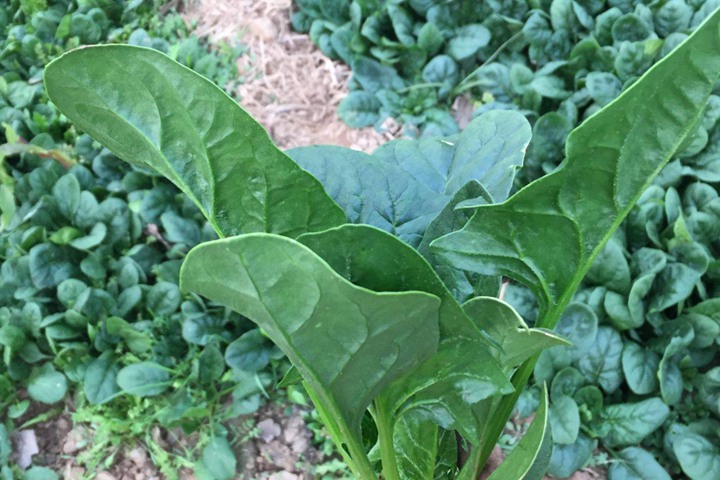 菠菜 菠菜