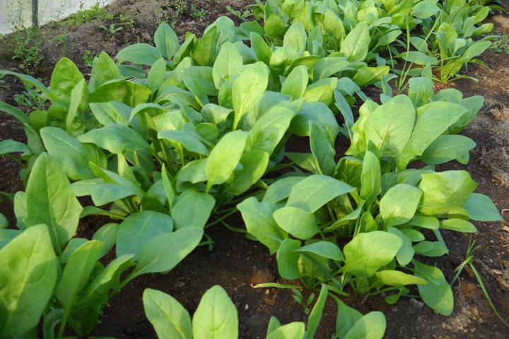 菠菜 菠菜