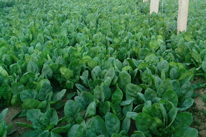 菠菜 菠菜