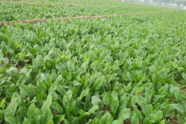 菠菜 菠菜