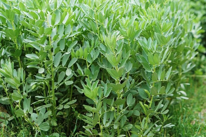 蚕豆 蚕豆