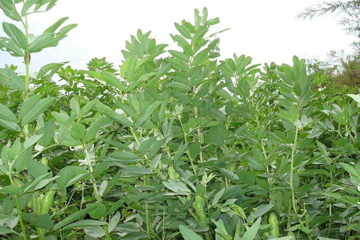 蚕豆 蚕豆