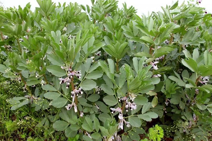 蚕豆 蚕豆