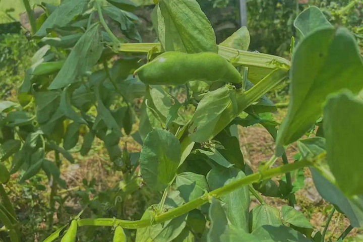 蚕豆 蚕豆