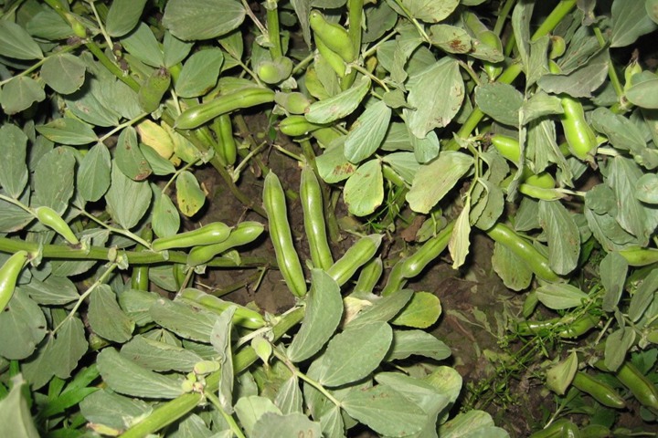 蚕豆 蚕豆