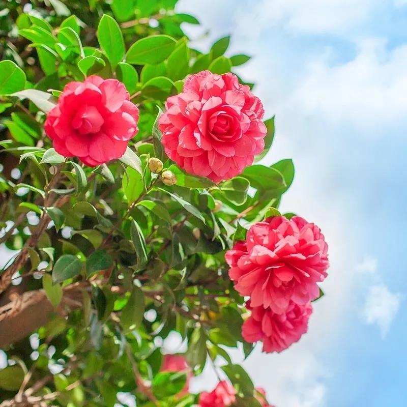 茶花 茶花