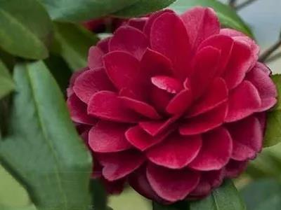 茶花 茶花