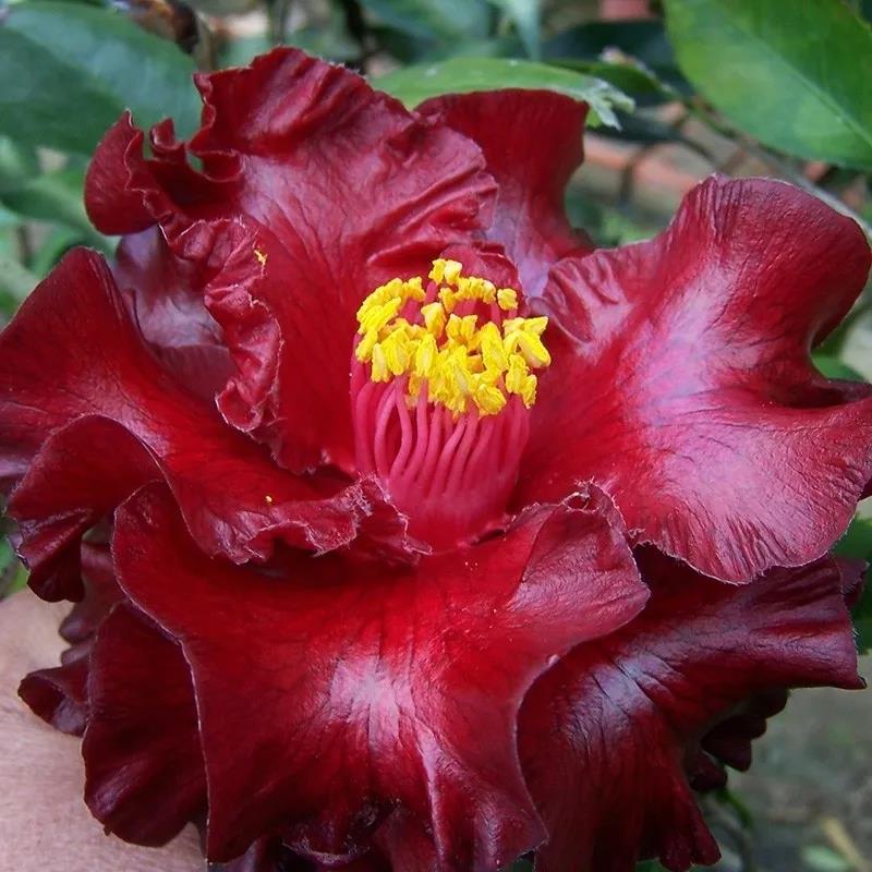 茶花 茶花
