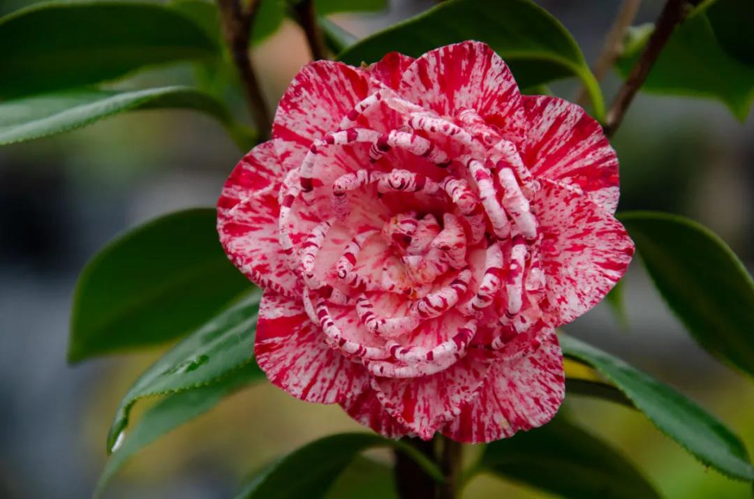 茶花 茶花