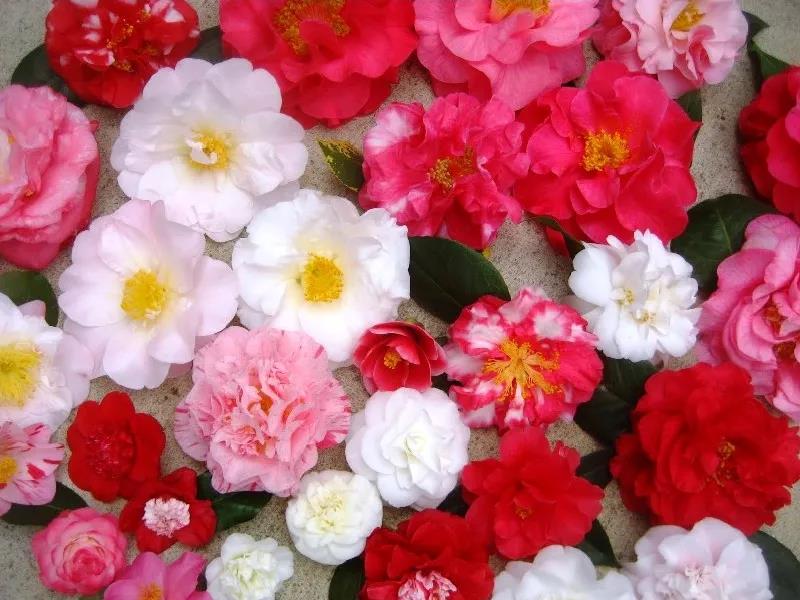茶花 茶花