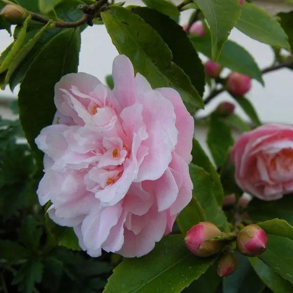 茶花 茶花