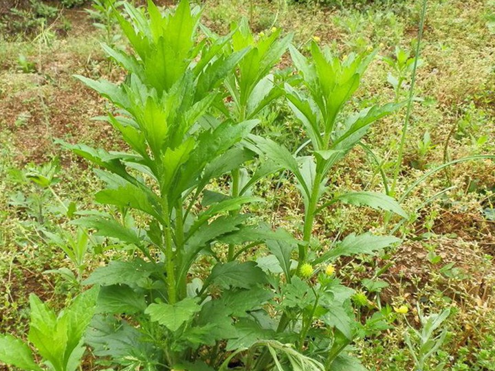 串叶松香草 串叶松香草