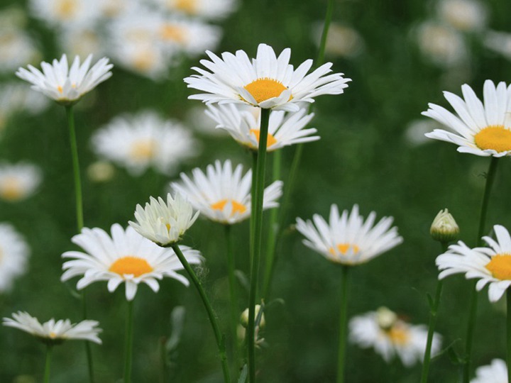 大滨菊 大滨菊