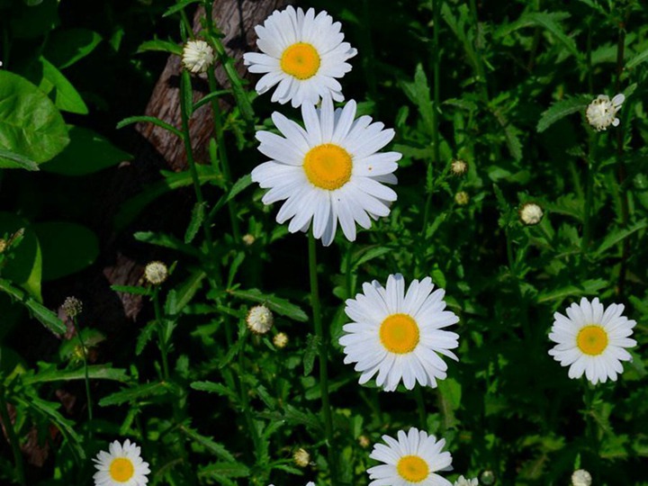 大滨菊 大滨菊