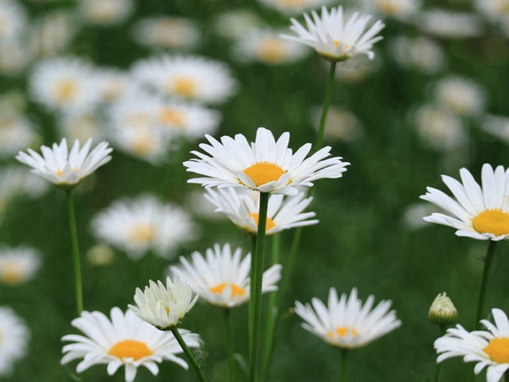 大滨菊 大滨菊
