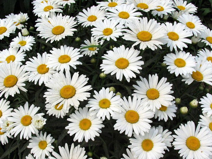 大滨菊 大滨菊
