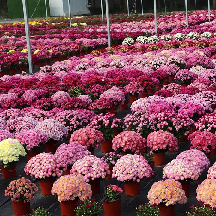 球菊 球菊