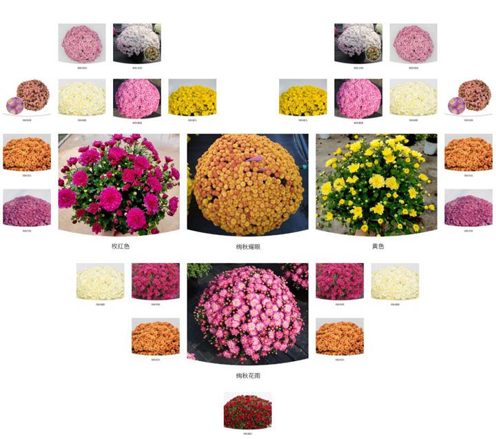 球菊 球菊