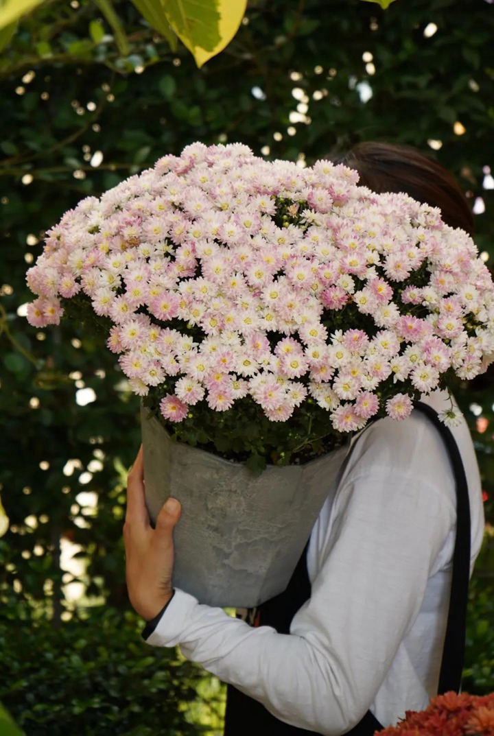 球菊 球菊