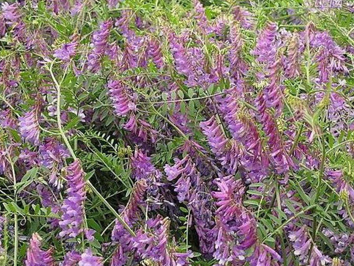 光叶紫花苕 光叶紫花苕