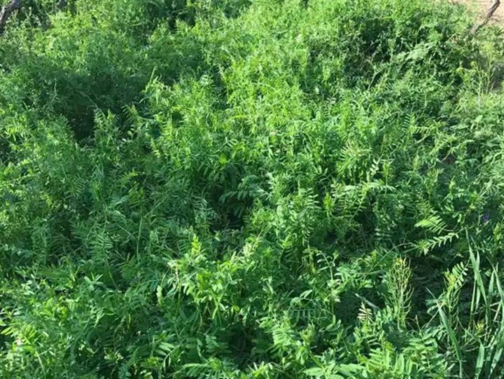 光叶紫花苕 光叶紫花苕