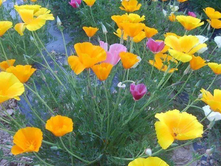 花菱草 花菱草