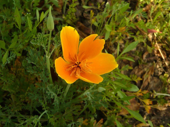 花菱草 花菱草