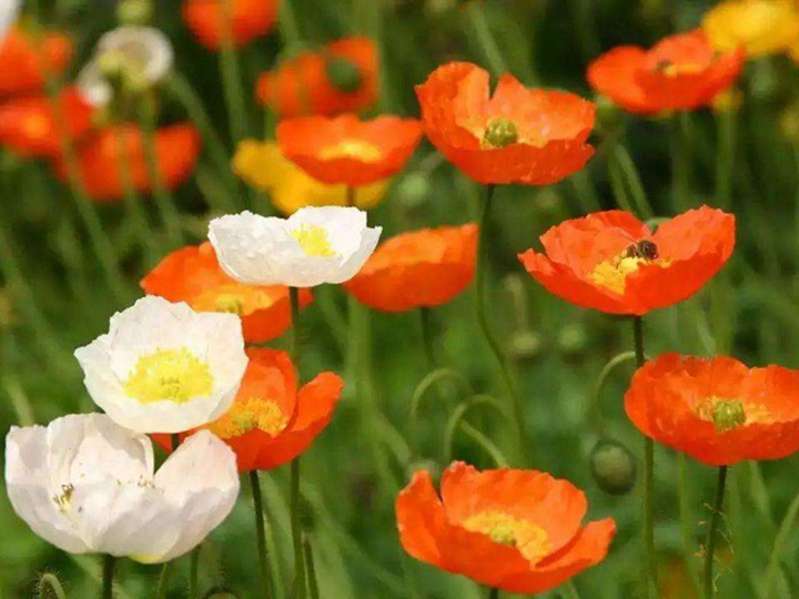 花菱草 花菱草
