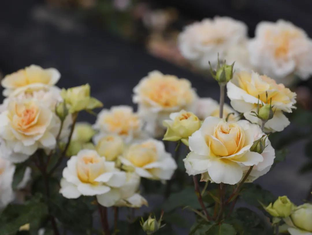 微芒 微芒