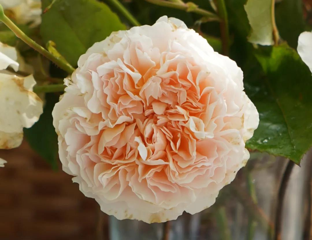 微芒 微芒