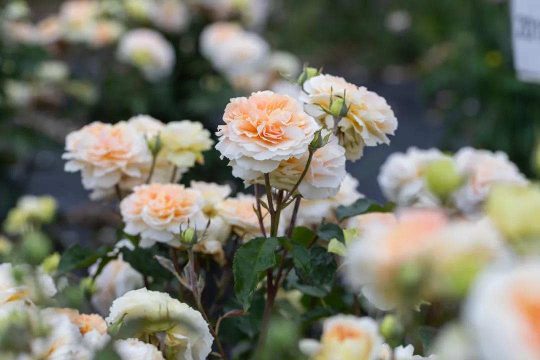 微芒 微芒